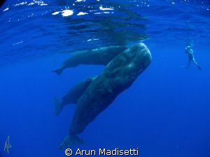 Say "Cheese"
Researcher takes a family portrait by Arun Madisetti 